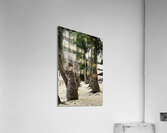 Boracay Palm Pathway Acrylic Print