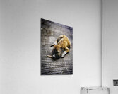 Resting Innocence – Cebu Philippines Acrylic Print