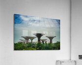 Supertree Grove: Daylight Harmony Acrylic Print