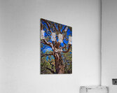 Sedona Ancient Twist Acrylic Print