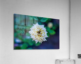 Desert Bloom – Tombstone Rose Acrylic Print