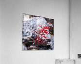 Desert Flame Blossom Acrylic Print