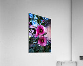 Wild Bloom in Tombstone Acrylic Print