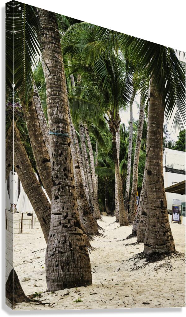 Boracay Palm Pathway Canvas Print