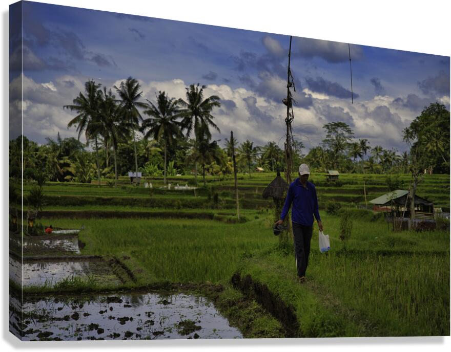 Ubad Rice Bali Ubud Rice Terrace Farmer by AM Productions Wall Art