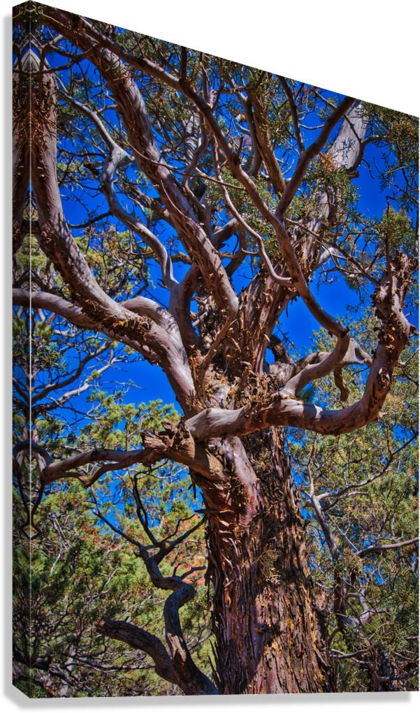 Sedona Ancient Twist Canvas Print