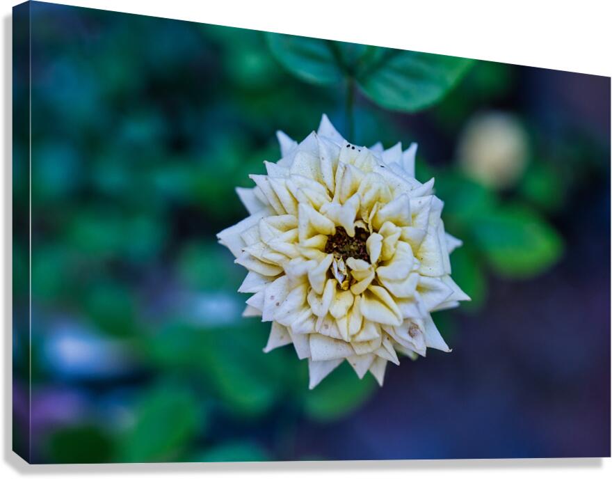 Desert Bloom – Tombstone Rose Canvas Print