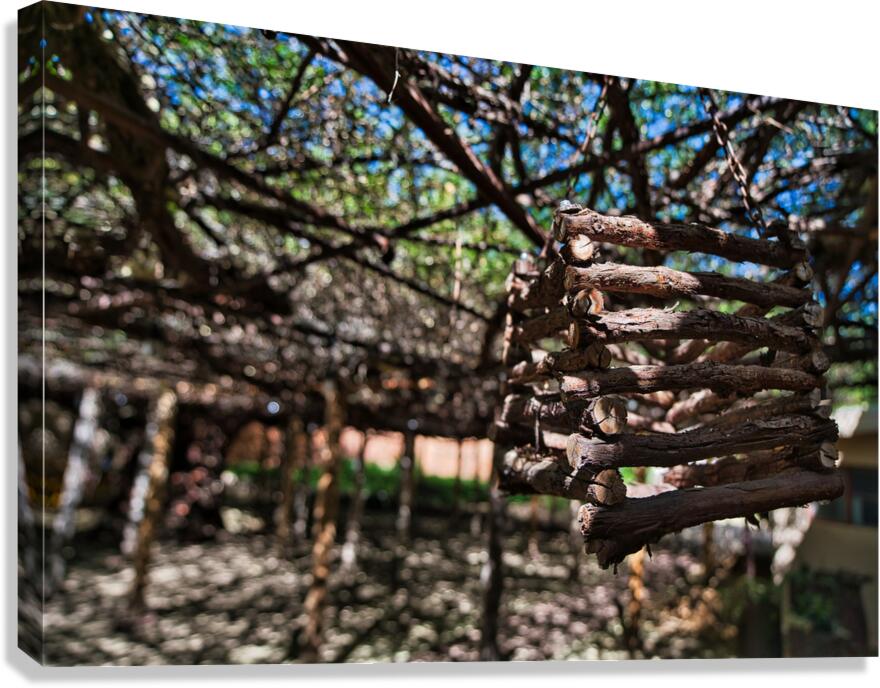 Hanging Timber – Desert Arbor Canvas Print
