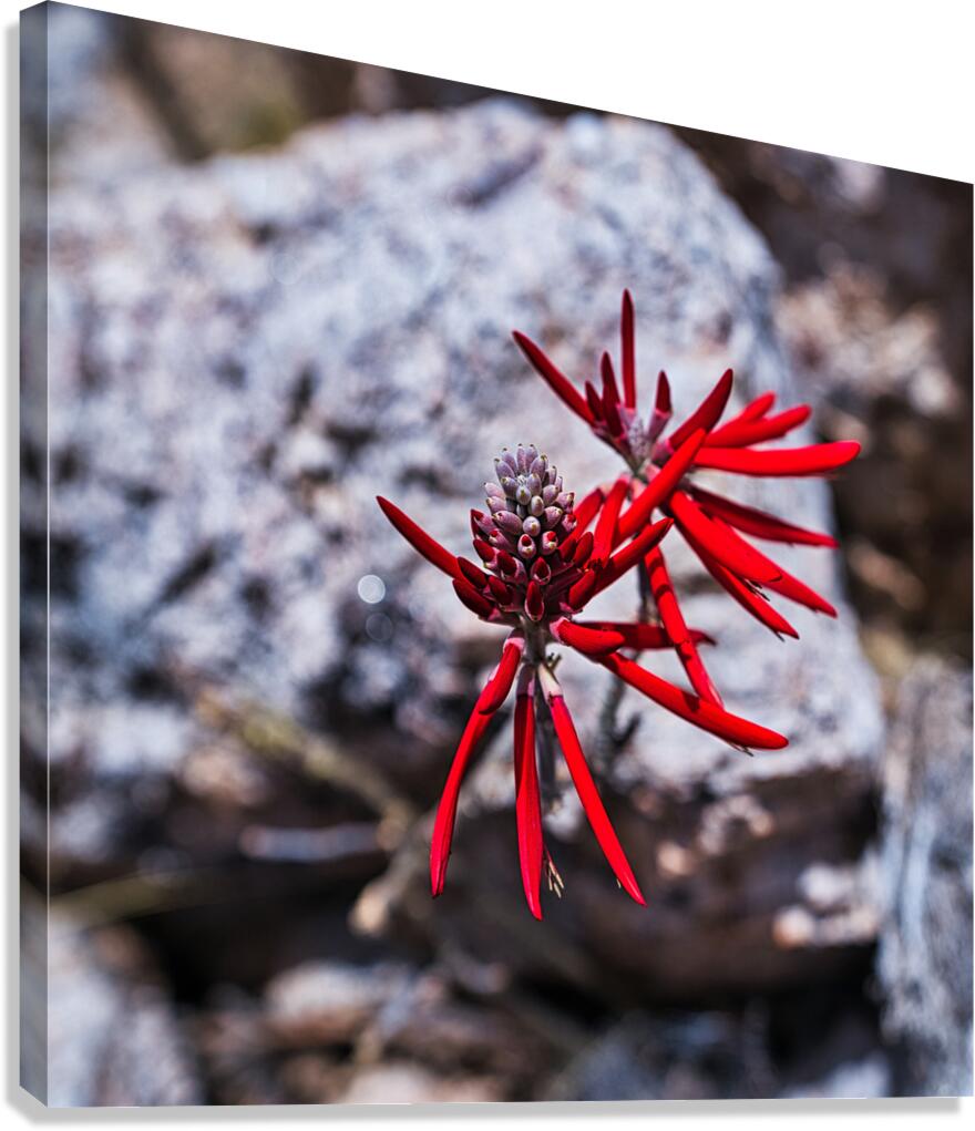 Desert Flame Blossom Canvas Print