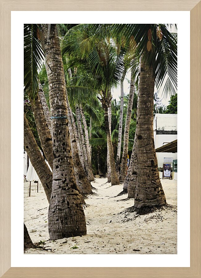 Boracay Palm Pathway Picture Frame print