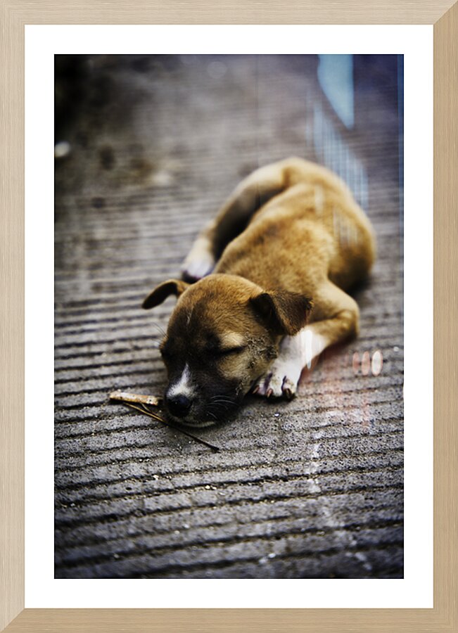 Resting Innocence – Cebu Philippines Picture Frame print