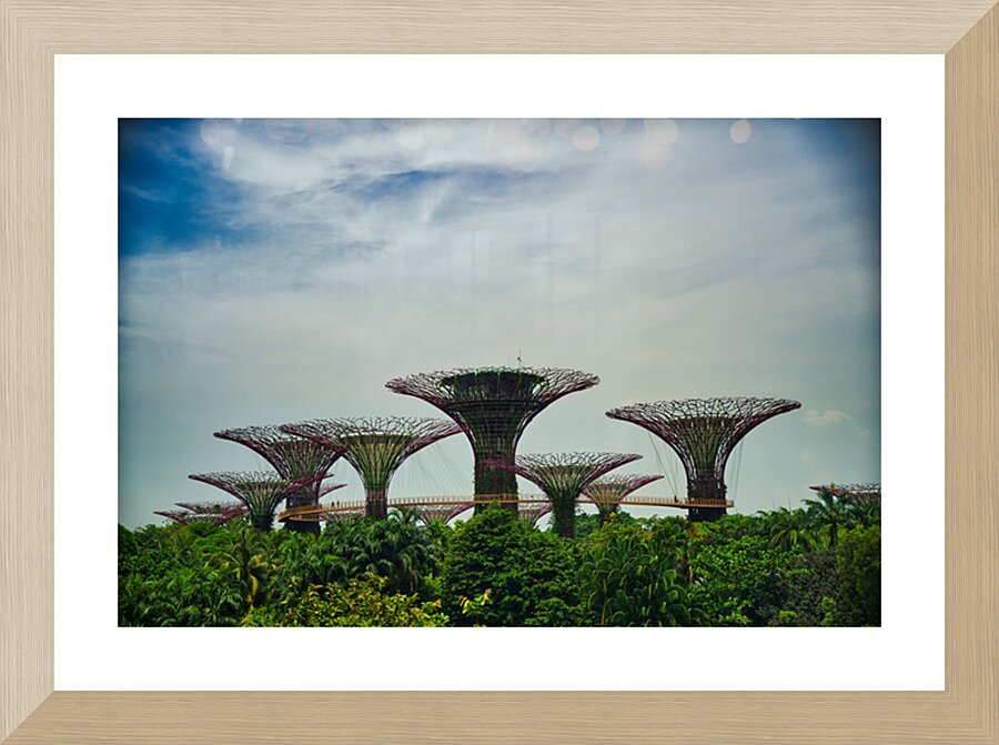 Supertree Grove: Daylight Harmony Picture Frame Printing