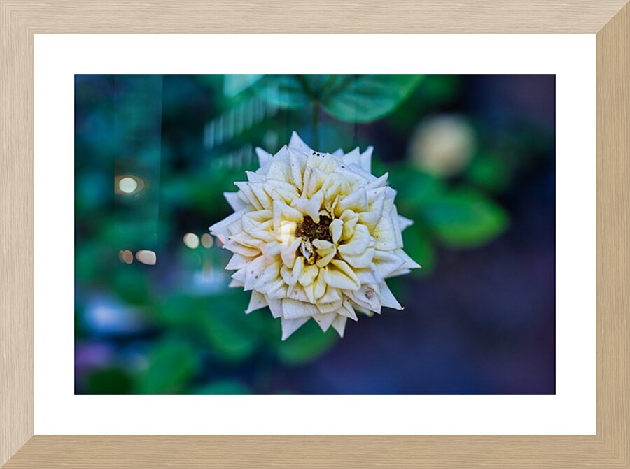 Desert Bloom – Tombstone Rose Picture Frame print