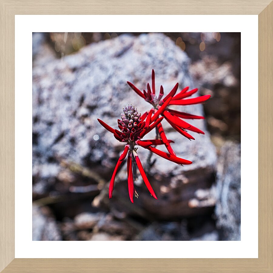 Desert Flame Blossom Picture Frame print