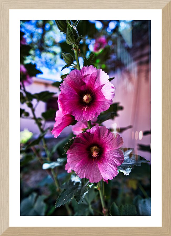 Wild Bloom in Tombstone Picture Frame Printing