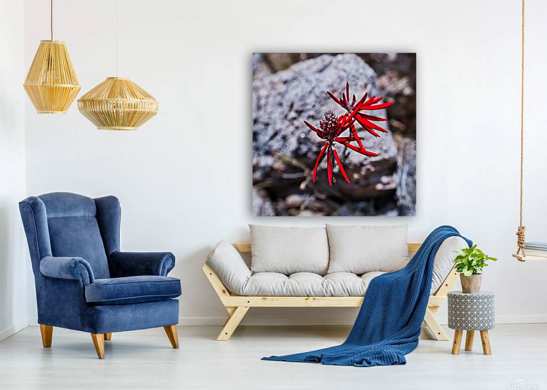 Desert Flame Blossom Reproduction