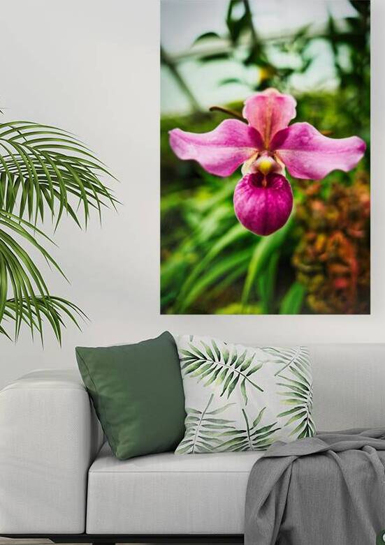 Orchid Grace Singapore Botanic by AM Productions