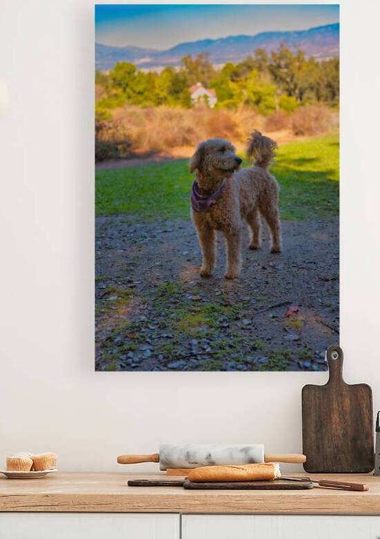 Golden Hour Guardian – Redlands California by AM Productions