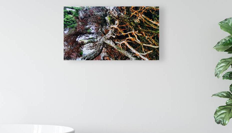 Roots of the Wind Point Lobos by AM Productions