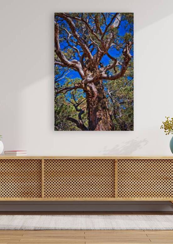 Sedona Ancient Twist Reproduction
