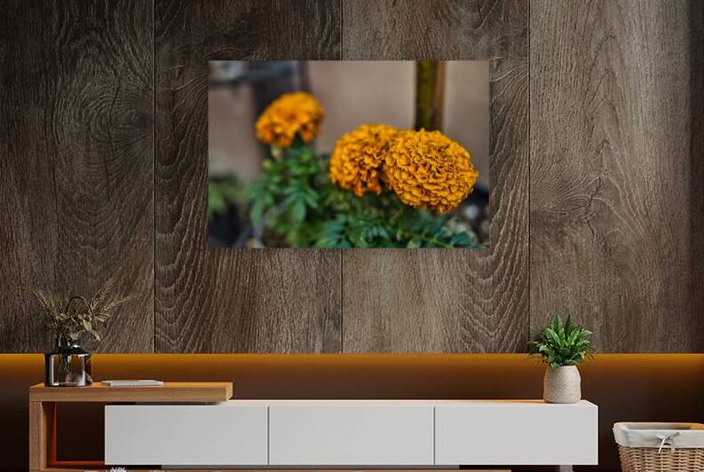 Golden Marigold Trio – Desert Bloom Series by AM Productions