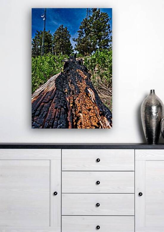 Resilience – Mount Lemmon Tucson by AM Productions