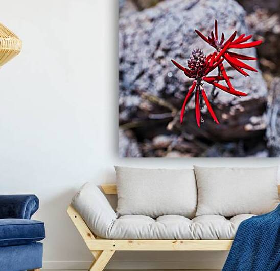 Desert Flame Blossom Reproduction