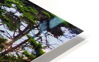 Big Sur Forest View HD Metal print