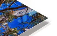 Sedona Ancient Twist HD Metal print