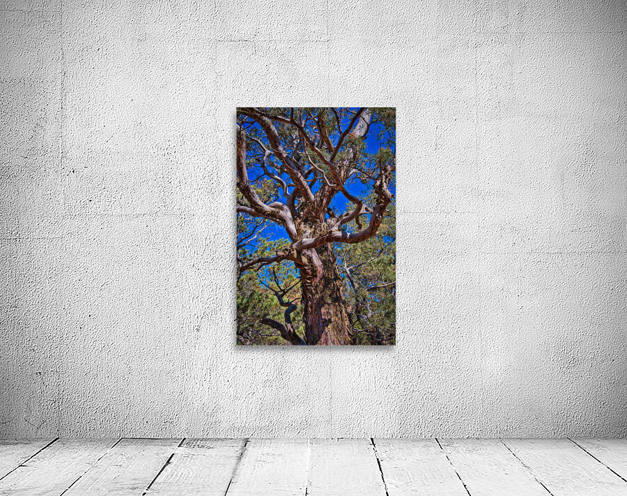 Sedona Ancient Twist Wall Preview