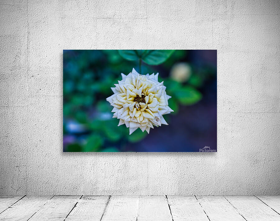 Desert Bloom – Tombstone Rose Wall Preview