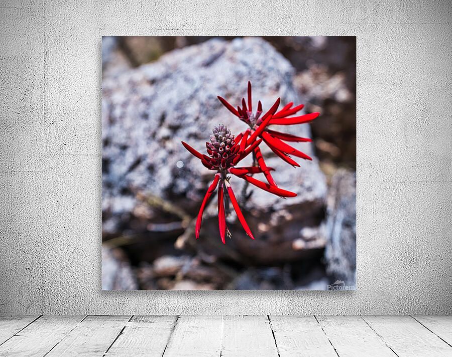 Desert Flame Blossom Wall Preview