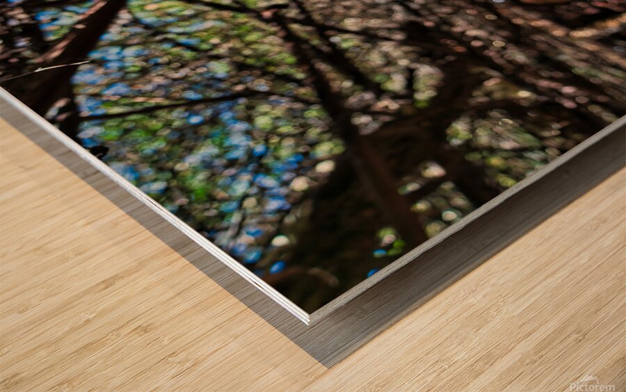 Hanging Timber – Desert Arbor Wood print