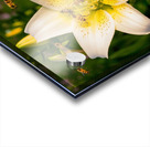 Lily Flower Acrylic print