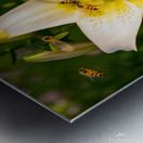 Lily Flower Metal print