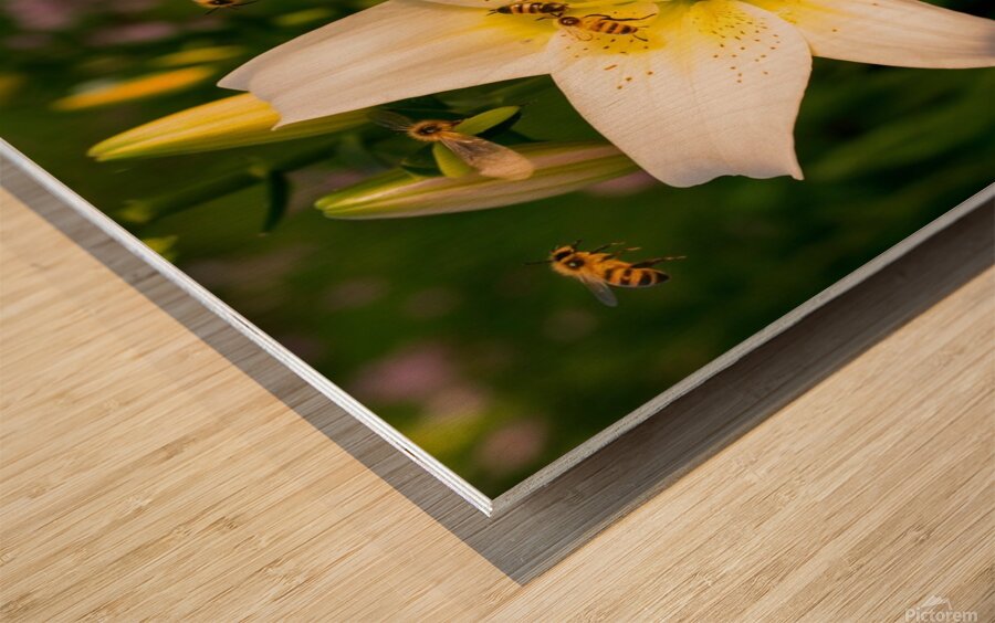 Lily Flower Wood print