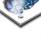 owl eyes Acrylic print
