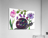 Snail Trail Acrylic Print