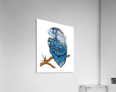 owl eyes Acrylic Print