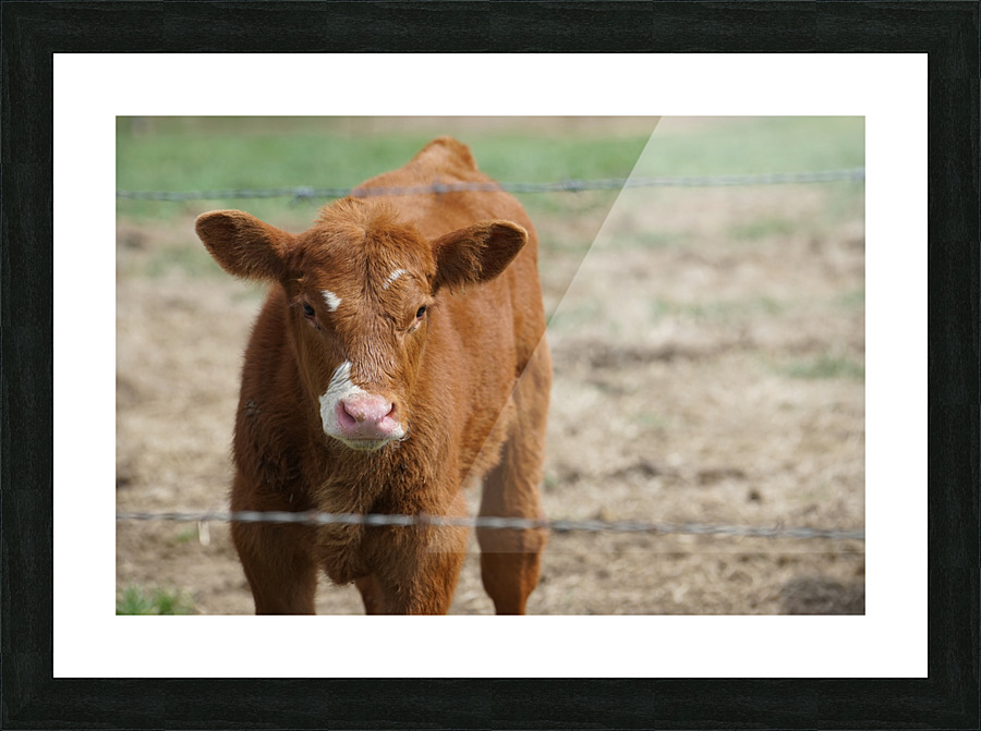 Skeptical Calf Picture Frame print