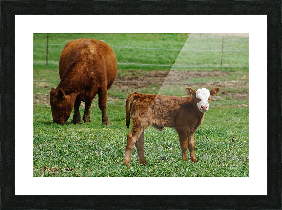 Grazing with calf Picture Frame print