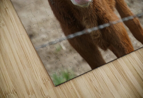 Skeptical Calf Brooke Bowdren puzzle