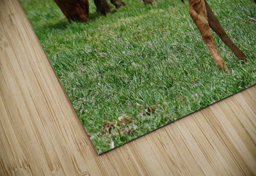 Grazing with calf Brooke Bowdren puzzle