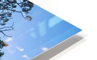 Hermits Snag HD Metal print