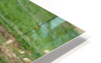 Grazing with calf HD Metal print