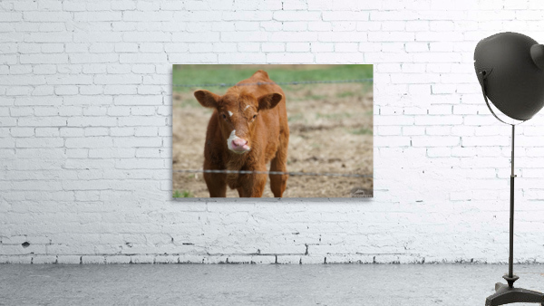 Skeptical Calf Wall Preview