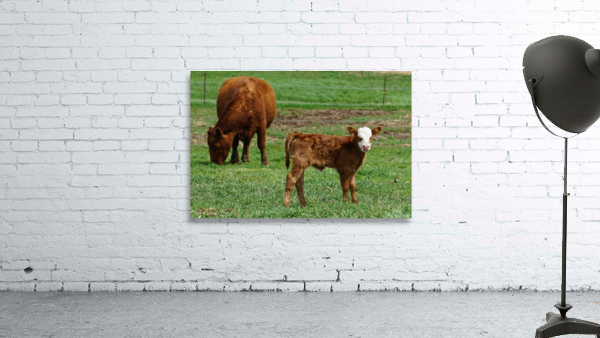 Grazing with calf Wall Preview