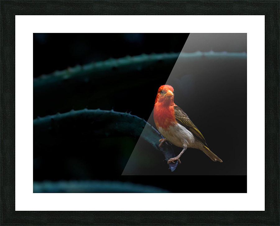  Fine Art print