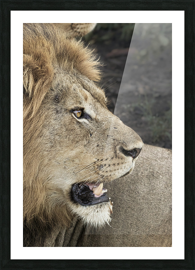  Fine Art print