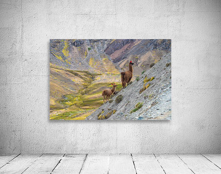 Alpacas in their environment Wall Preview